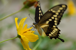 Black Swallowtail with Cosmo