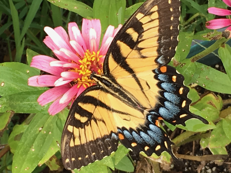 EASTERN TIGER SWALLOWTAIL 2