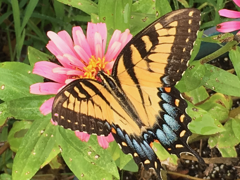 Eastern Tiger Swallowtail 1