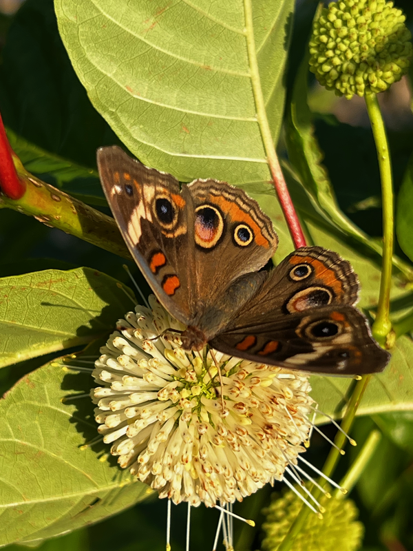 Buckeye Butterfly