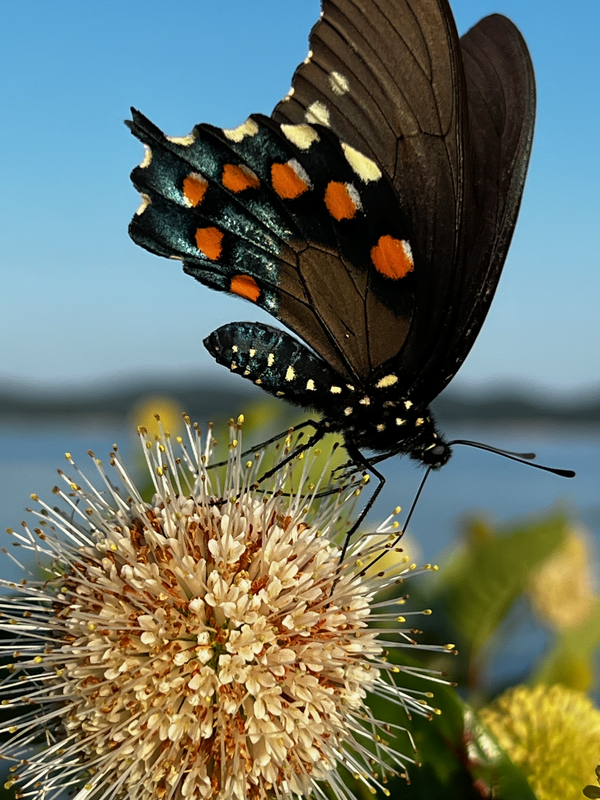 Eastern Tiger Swallowtail