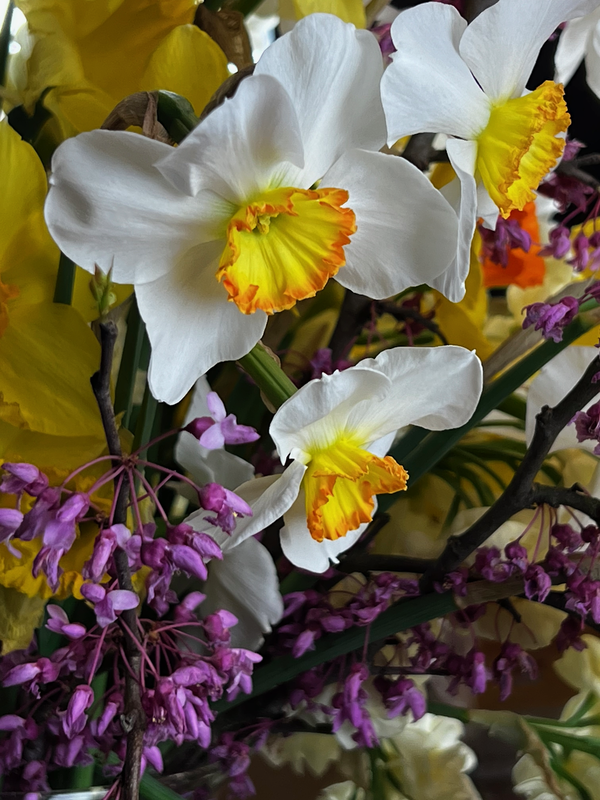 Nelda’s Daffodils