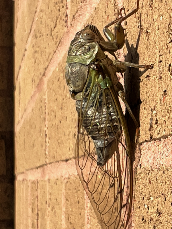 Cicada